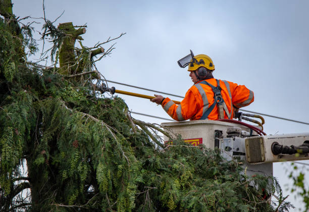 How Our Tree Care Process Works  in  Mogadore, OH